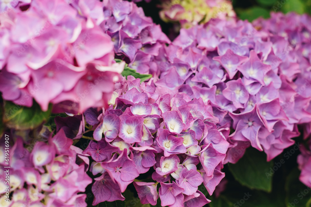 Blooming hydrangea in the summer garden. Close-up of a pink hydrangea with a blurred background Blooming hydrangea in the summer garden. Close-up of a pink hydrangea with a blurred background