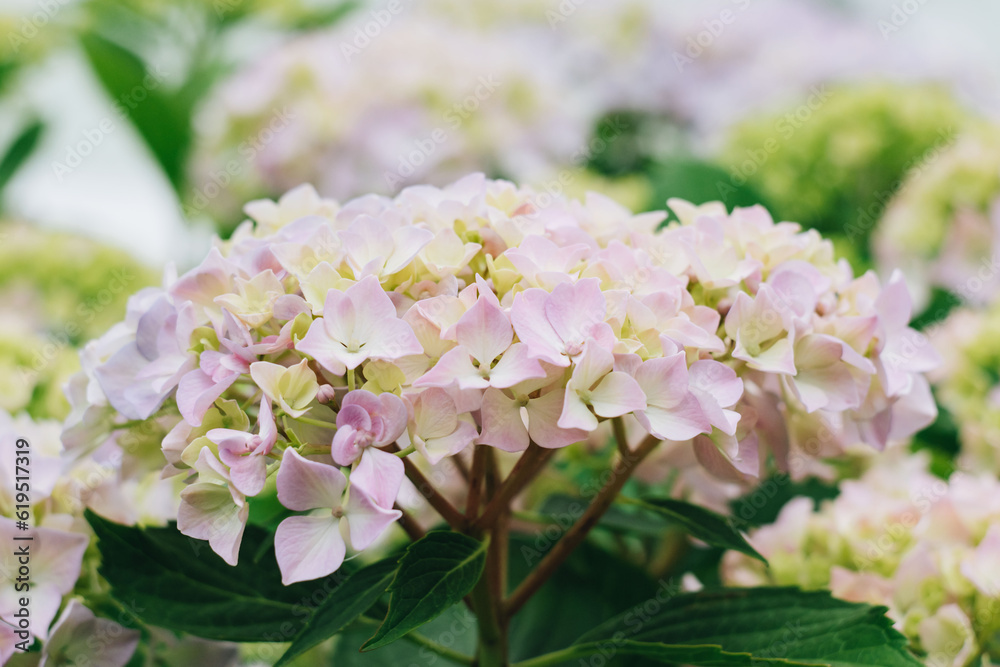 Blooming hydrangea in the summer garden. Close-up of a pale pink hydrangea with a blurred background Blooming hydrangea in the summer garden. Close-up of a pale pink hydrangea with a blurred background