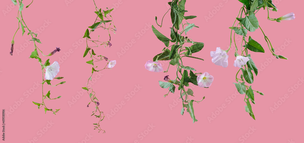 Few stems of bindweed with white flowers and green leaves at various angles on rose background Few stems of bindweed with white flowers and green leaves at various angles on rose background
