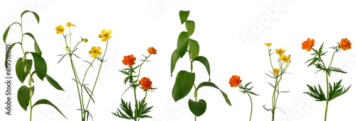 Few stems of meadow and forest plants with yellow and orange flowers on white background