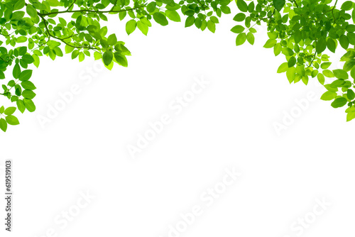 Botany natural green leaves branches on transparent background,  shooting through branches tree, PNG