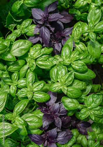 Plants of green and purple basil on the garden bed. The concept of organic farming. Close up. Top view. Vertical crop.