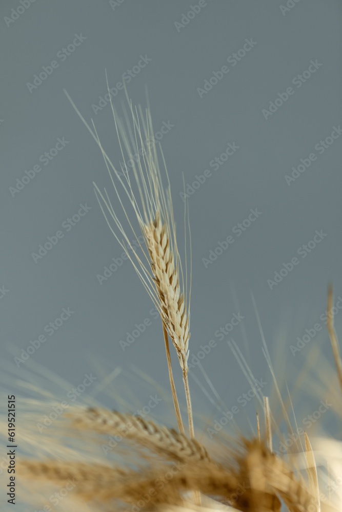 wheat ears filled with grain, cereals on a gray background, the concept of harvesting