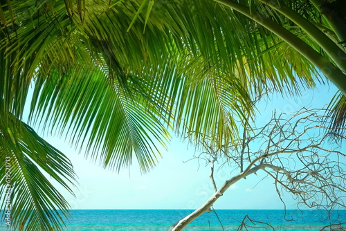 Rest and relaxation on island of the Maldives. Tropical summer beach with coconut palm and dry tree on turquoise sea background. Summer vacation and travel concept.