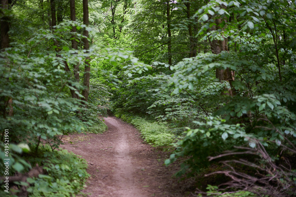 Obraz premium Trees in the forest