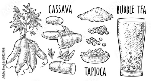 Cassava manioc plants and bubble milk tea glass. Vector vintage engraving