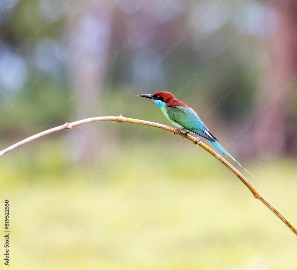Obraz premium King fisher,Birds and fly.Bee eater. 