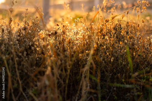 Grass field and light,Grass field on season. © boonchob chuaynum