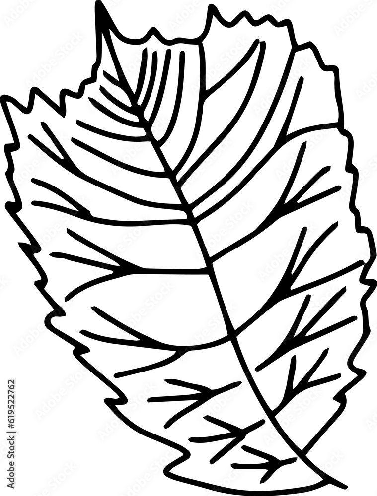 Fall autumn leaves line art. Simple botanical forest coloring page design element. Fall autumn leaves line art. Simple botanical forest coloring page design element.