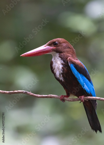 King fisher,Birds and fly.