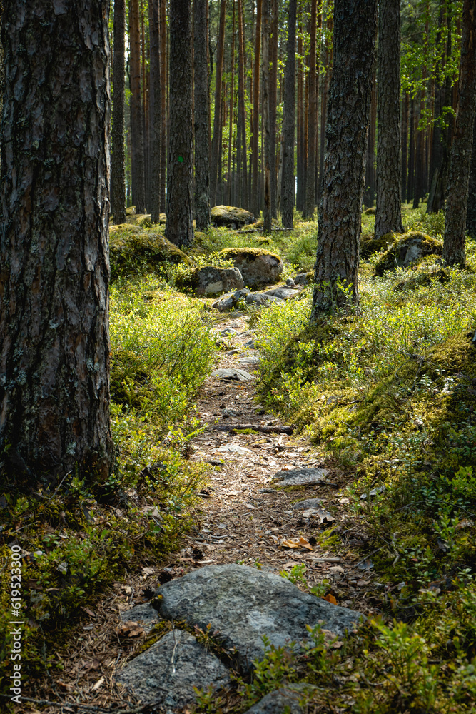 small path going through beautiful green pine tree forest small path going through beautiful green pine tree forest