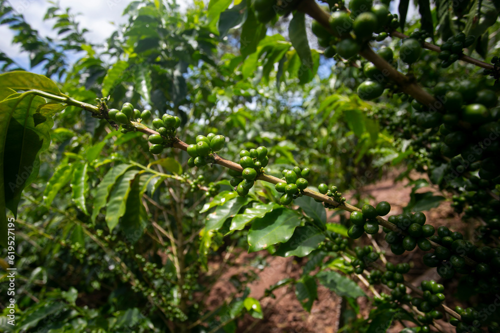 Coffee plantation in Moyobamba region in the Peruvian jungle. Coffee plantation in Moyobamba region in the Peruvian jungle.