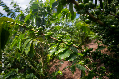 Coffee plantation in Moyobamba region in the Peruvian jungle. © Leckerstudio