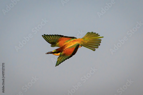 European bee-eater (Merops apiaster).  © Eduardo Estellez