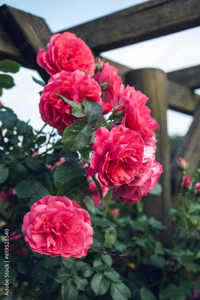 Several beautiful pink rose flowers in bloom. Defocused rose leaves and wooden pergola in the background. Rosarium, Silesian Park, Chorzow, Poland.