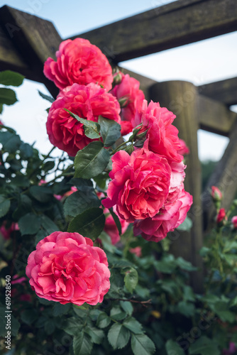 Obraz na płótnie Several beautiful pink rose flowers in bloom. Defocused rose leaves and wooden pergola in the background. Rosarium, Silesian Park, Chorzow, Poland. w salonie