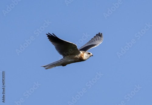 A White Tailed Kite in flight © Robert