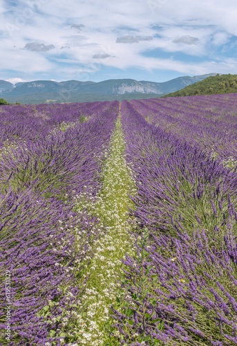 Champs de lavandes en fleurs sur le plateau de Valensole  en Provence  Sud de la France.