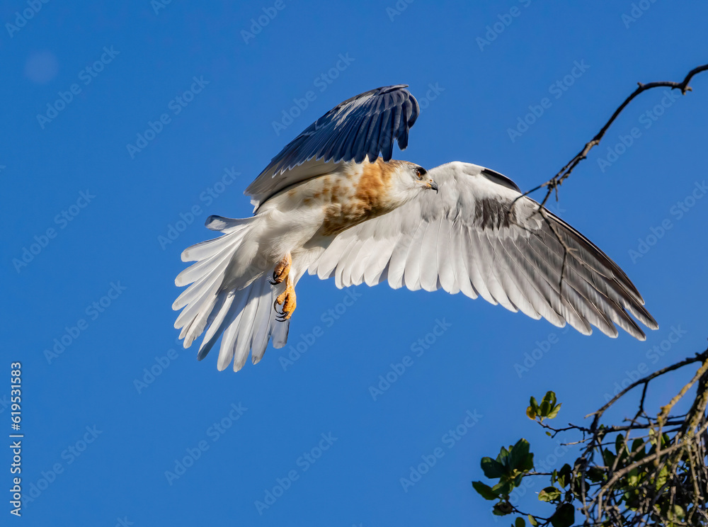 Obraz premium A White Tailed Kite in flight