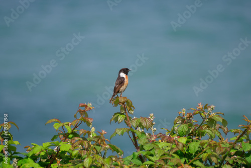 Photo of an European stonechat (Saxicola rubicola) bird perched on a bramble branch