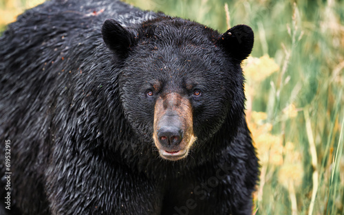 Majestic Black Bear in the Wild