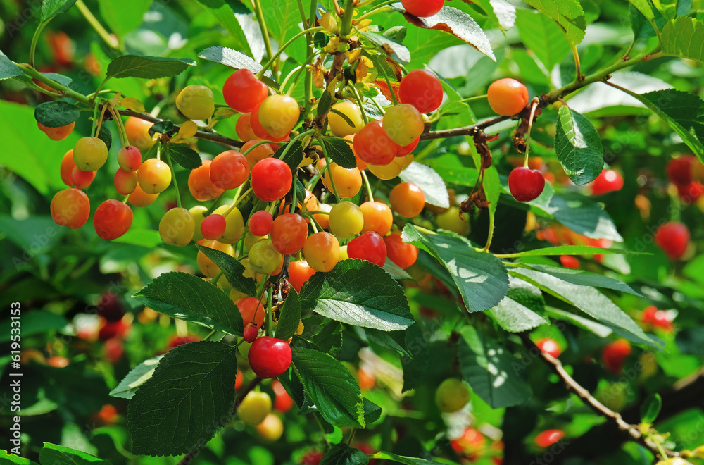 Cherry berries in the summer garden