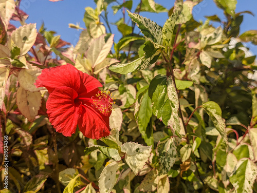 A close up of Hibiscus rosa sinensis flower. Also known as Chinese hibiscus  China rose   Hawaiian hibiscus  rose mallow and shoeblack plant