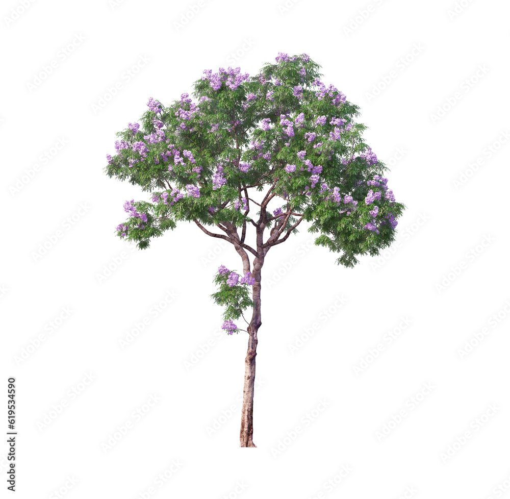 tree png image _ plant image _ tree in isolated white background 