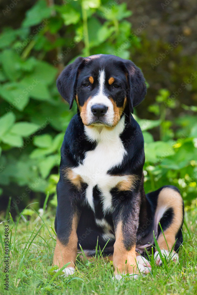 Greater Swiss Mountain Dog - puppy Greater Swiss Mountain Dog - puppy
