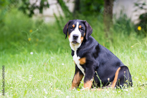 Greater Swiss Mountain Dog - puppy