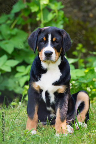 Greater Swiss Mountain Dog - puppy