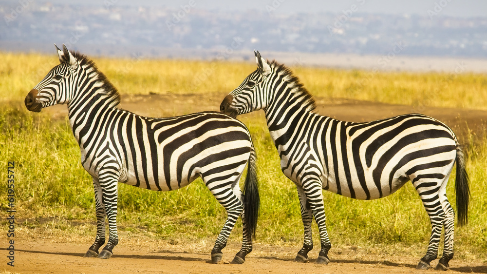 Obraz premium zebra in the savannah