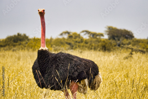 ostrich in the savannah