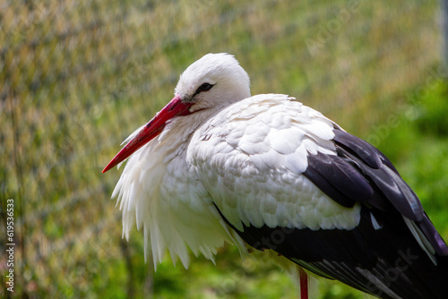 stork in the grass