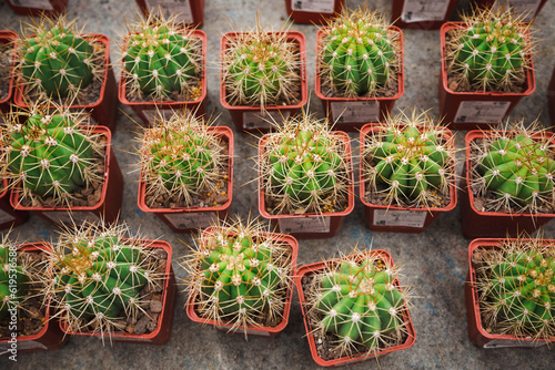 Small green cacti Trichocereus candicans in red pots are on sale in the flower shop. View from the top. photo
