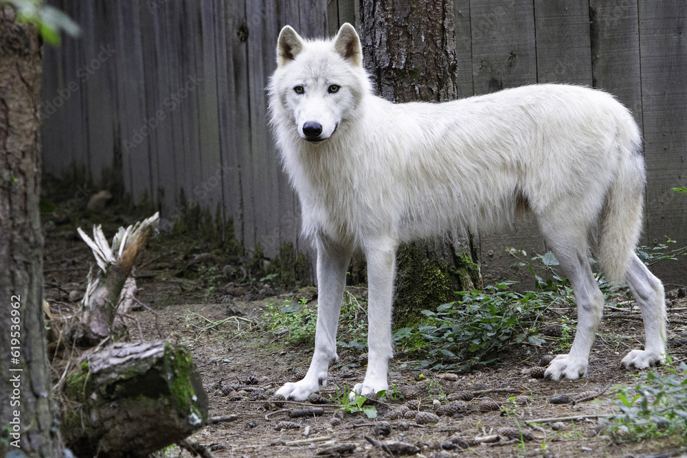 white wolf lupus