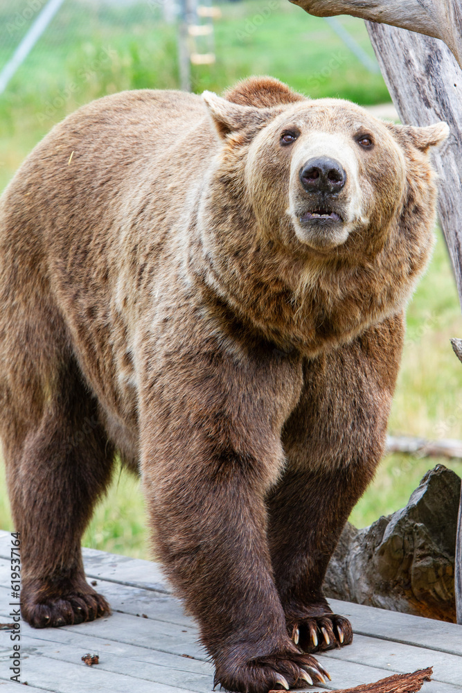 brown bear