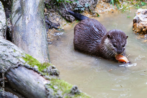 otter eating