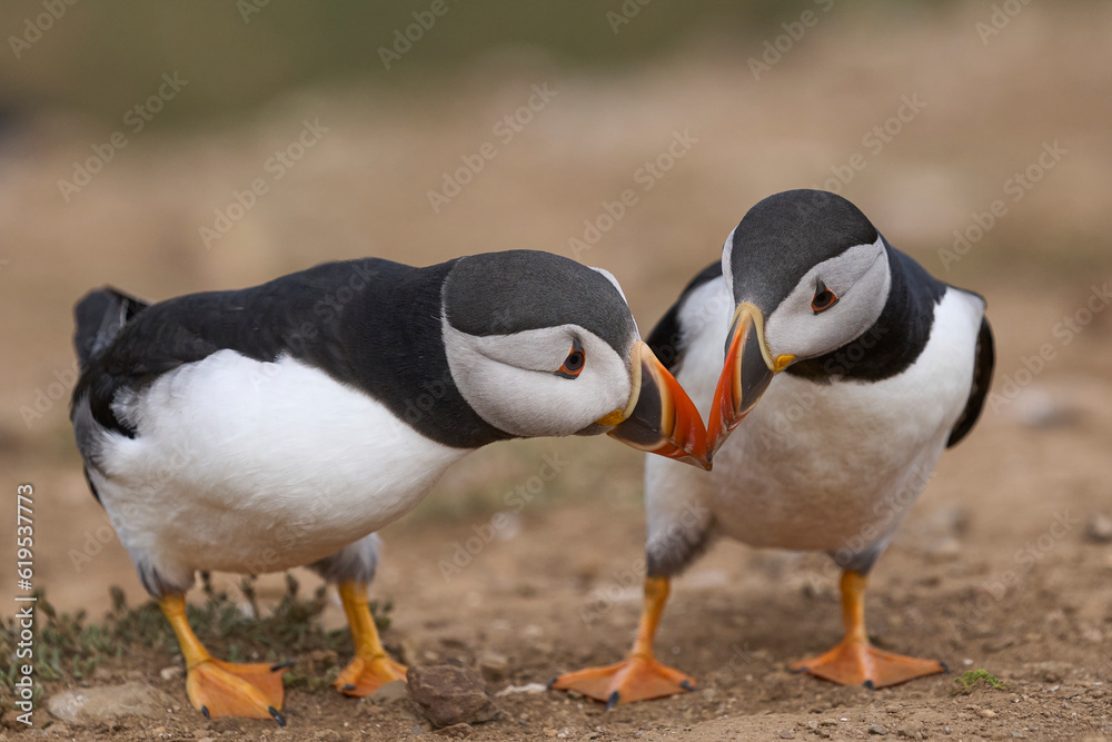 Fototapeta premium Atlantic puffin (Fratercula arctica) interacting on the cliffs of Skomer Island off the coast of Pembrokeshire in Wales, United Kingdom