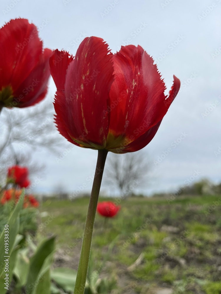 Obraz premium red tulip