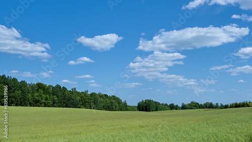 Fototapeta Naklejka Na Ścianę i Meble -  Rape field in Latvia. Beautiful landscape.