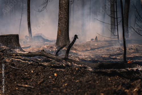 Durch einen verheerenden Waldbrand ist der Waldboden völlig verbrannt. Rauch steigt auf, einzelne Äste stehen noch in Flammen...25.07.22 photo