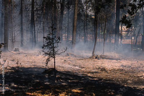 Photos Durch einen verheerenden Waldbrand ist der Waldboden völlig verbrannt