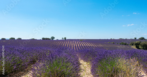 Champs de lavandes en fleurs sur le plateau de Valensole, en Provence, Sud de la France.