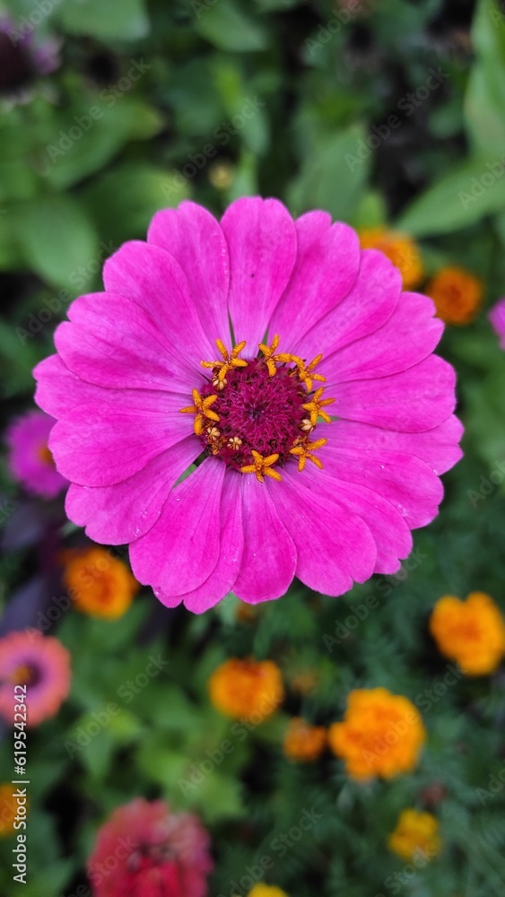Pink zinnia in the summer garden close-up
Pink zinnia in the summer garden close-up