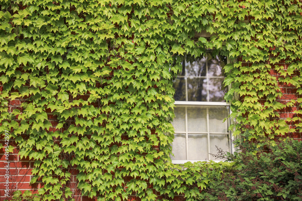 Vibrant, green plants gracefully emerging from weathered brick walls, symbolizing resilience, growth, and the beauty of nature's ability to flourish in unexpected places Vibrant, green plants gracefully emerging from weathered brick walls, symbolizing resilience, growth, and the beauty of nature's ability to flourish in unexpected places