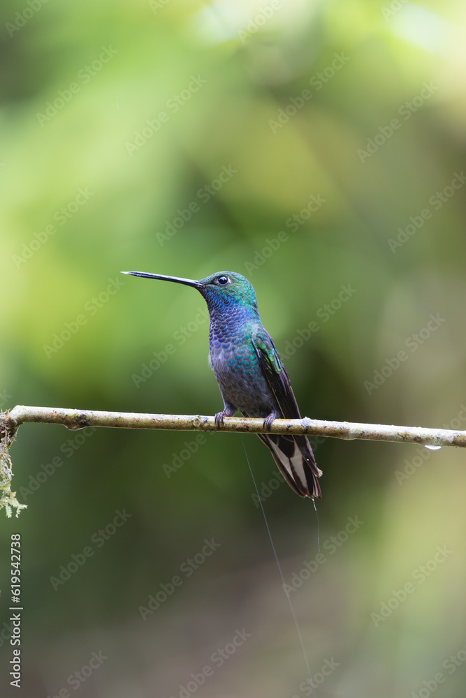 Perched hummingbird 