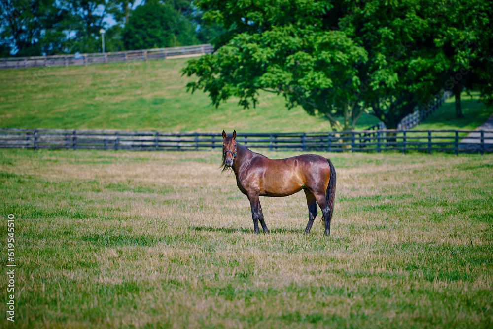 Horse standing in a open field in Central Kentucky.