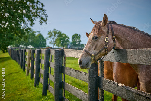 Horse with its head over a fence at a horse farm.