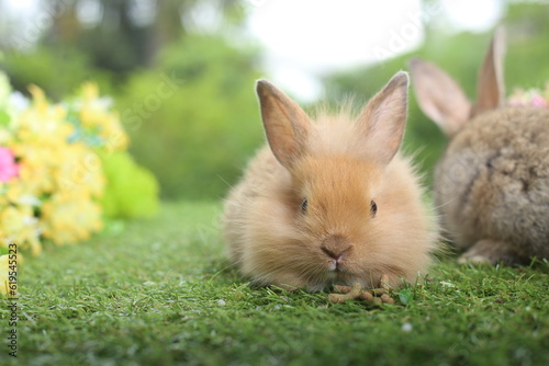 Cute little rabbit on green grass with natural bokeh as background during spring. Young adorable bunny playing in garden. Lovely pet at park